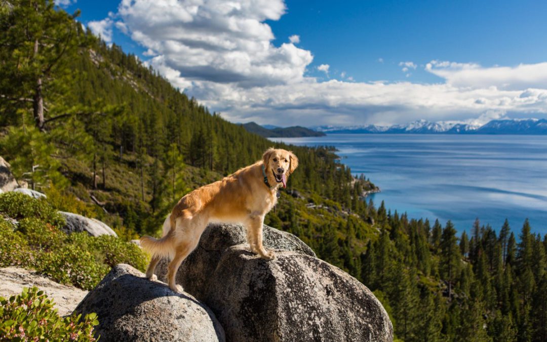 The Best Dog Beaches in North Lake Tahoe