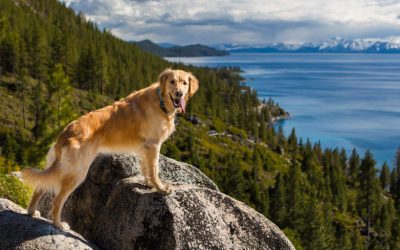 The Best Dog Beaches in North Lake Tahoe