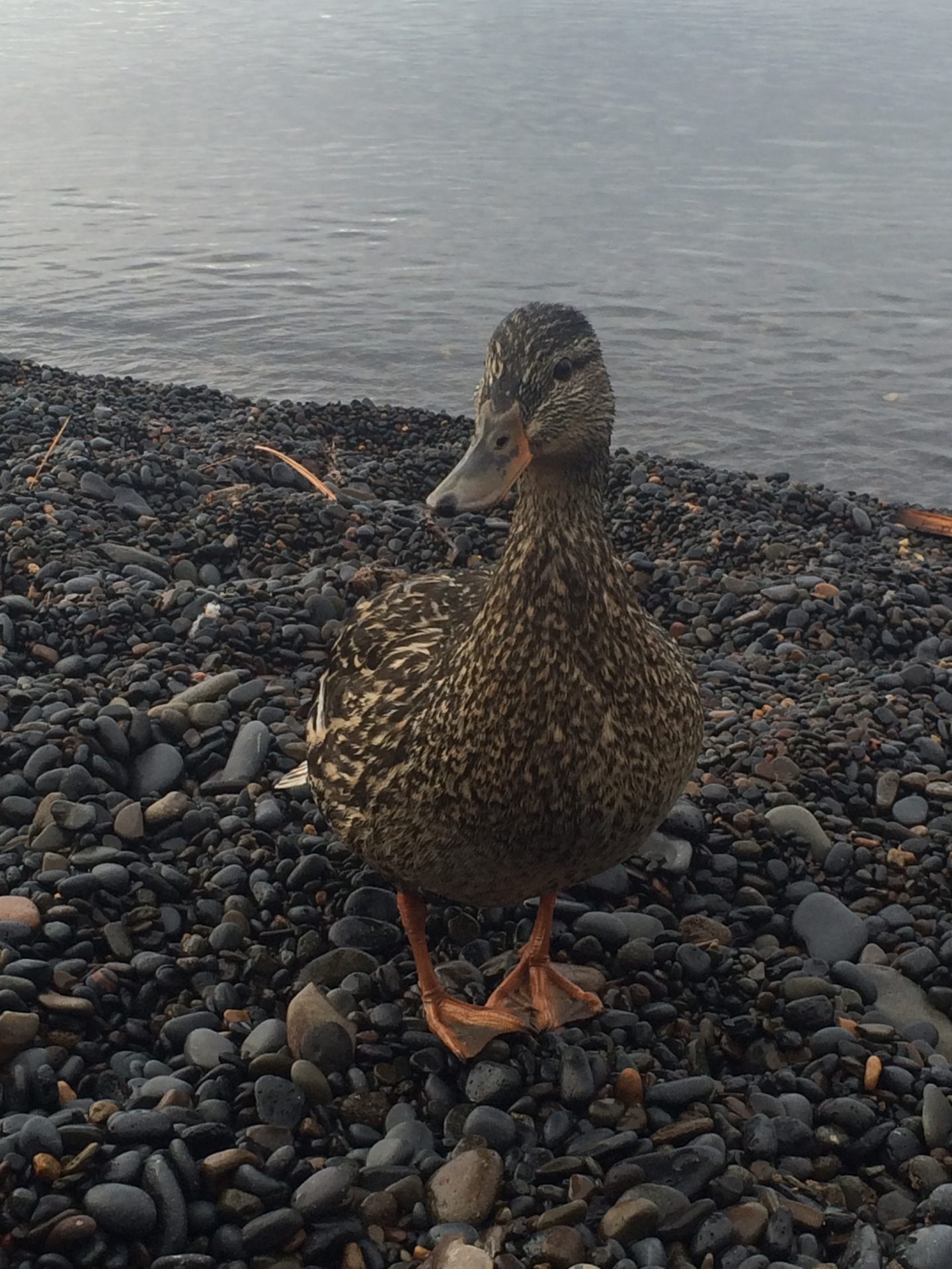 lake Tahoe duck visit 07