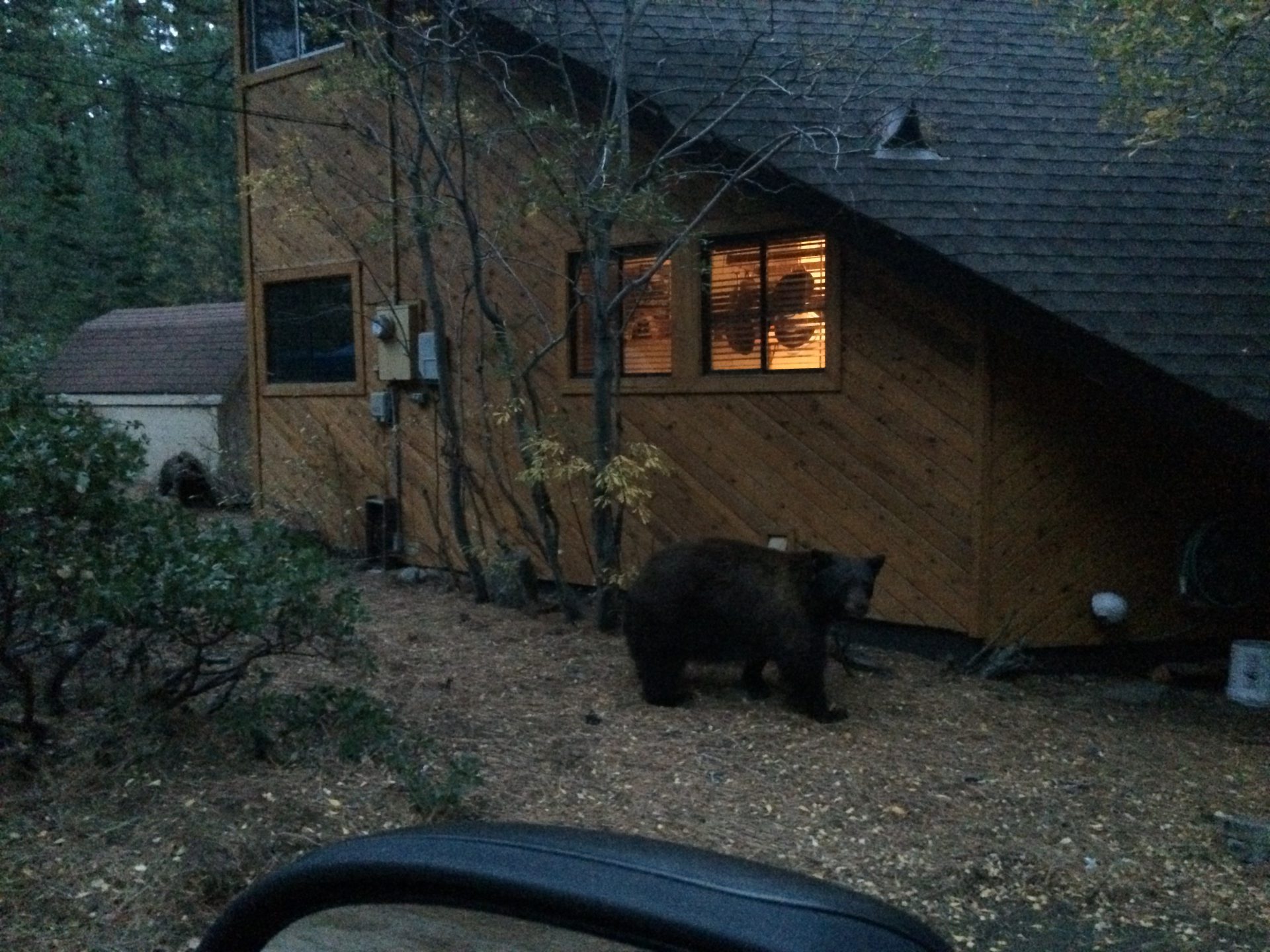 Oso rodeando mi casa