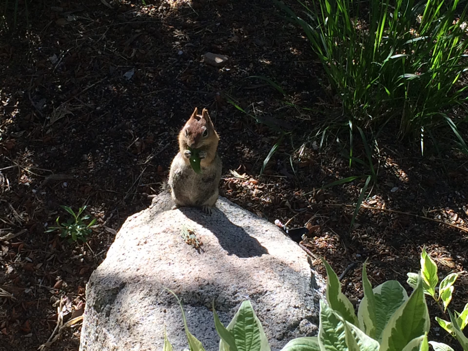 Tahoe chipmunk eating plants 07