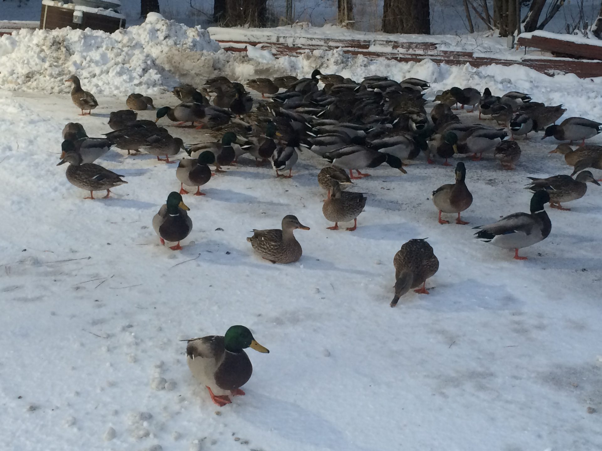 Lake Tahoe Wildlife - ducks in winter.