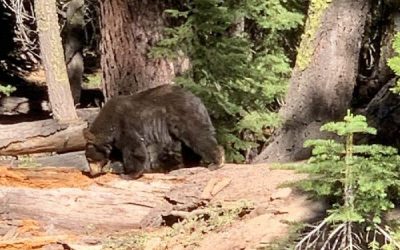 Lake Tahoe Wildlife and How to Deal with Encounters