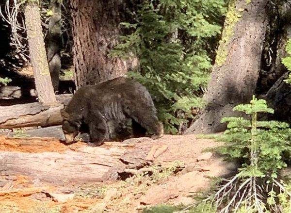 Lake Tahoe Wildlife and How to Deal with Encounters