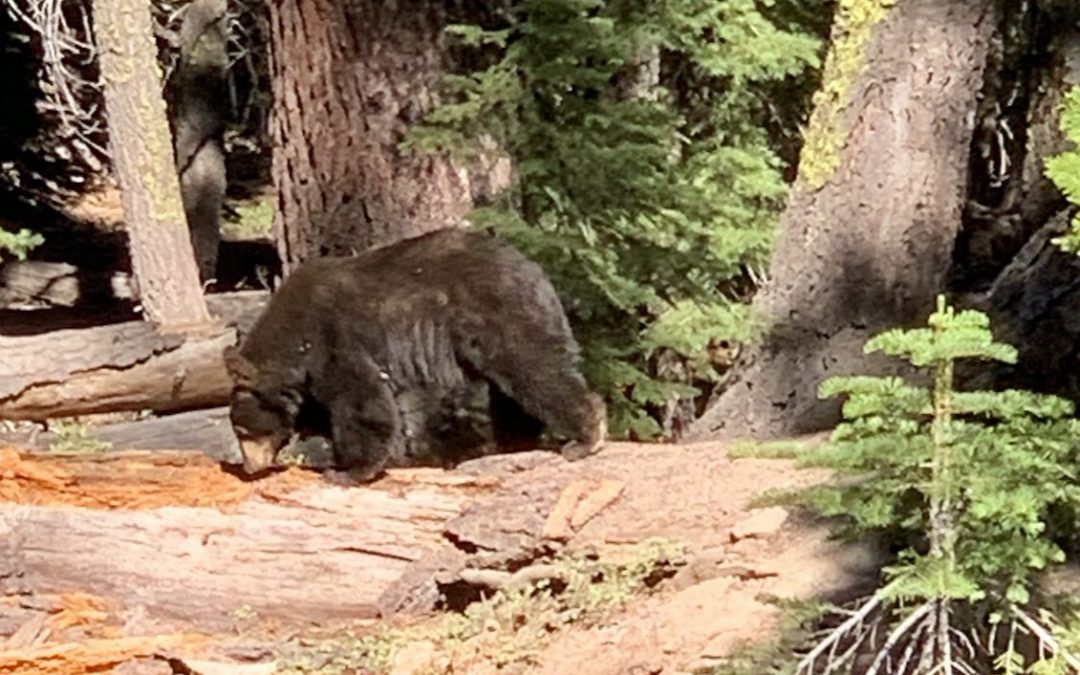 Animales Silvestres en Lake Tahoe / Cómo Reaccionar Ante un Encuentro