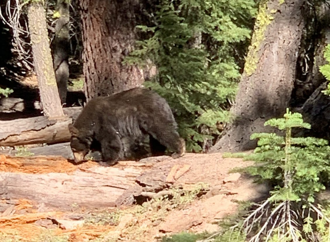 Encuentro con un oso mientras andaba en bicicleta