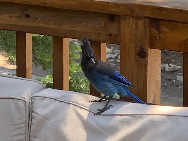 Tahoe birds Stellars Jay visit