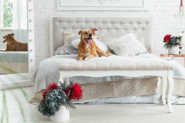 Dog Relaxing on hotel bed