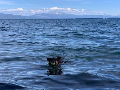 Patton Beach Dog swimming Tahoe