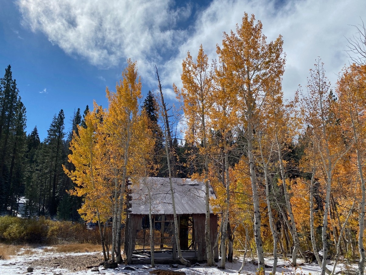 Tahoe leaf peeping in snow
