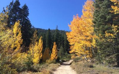 ¿Amante de las Hojas? – Explora los Senderos de Lake Tahoe en Otoño