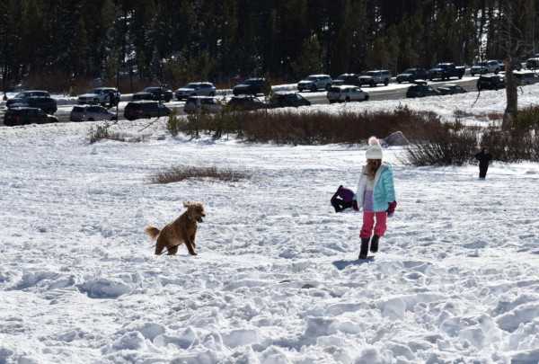 Perro jugando en la nieve