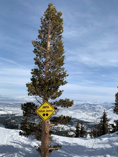 Yellow-Jacket-The-Chutes