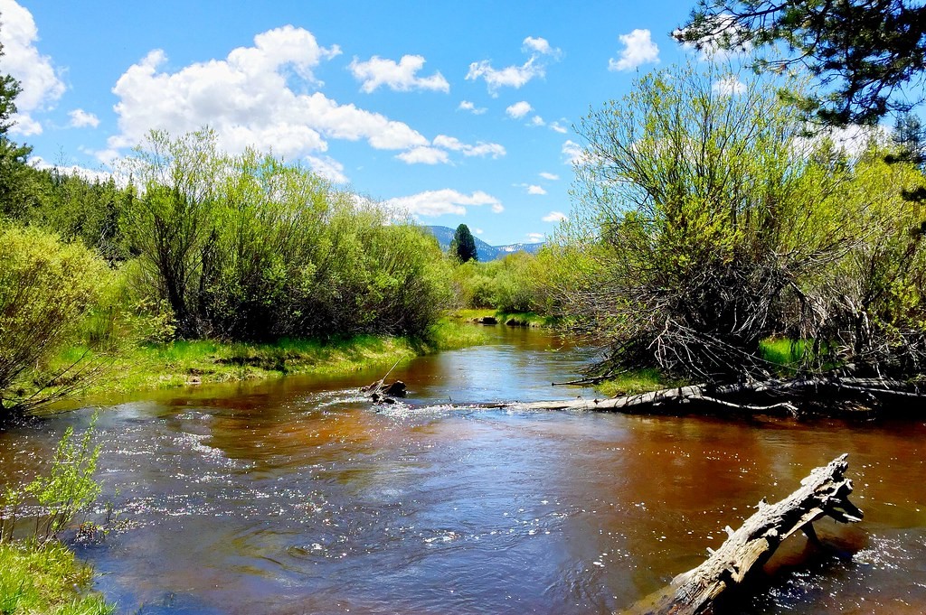 Trout Creek